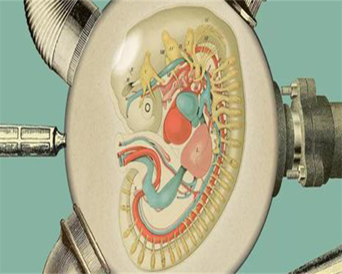 代生包儿子-囊胚可不可能分离成双胞胎